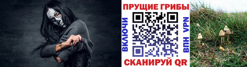 купить  цена  Фокино  Галлюциногенные грибы Magic Shrooms 